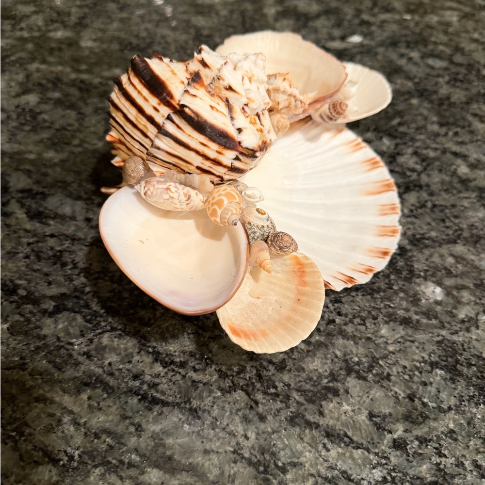 🐚 Decorative Seashell Collection 🐚 - Picture 5 of 7